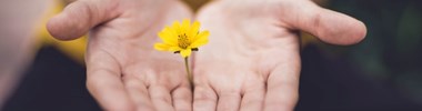 woman holding yellow flower between palms