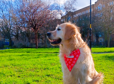 Dog wearing red bandana